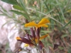 Erysimum cheiri ? 3d3