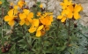 Erysimum cheiri ? 4 de 5 Erysimum cheiri ? 4 de 5