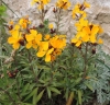 Erysimum cheiri ? 5 de 5 Erysimum cheiri ? 5 de 5