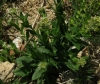 Lepidium campestre 1/2 (a confirmar)