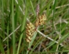 Carex ? 1/4