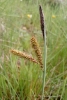 Carex ? 3/4