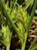 Carex hordeistichos