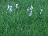 Eriophorum latifolium