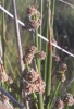 Scirpoides holoschoenus (L.) Soják