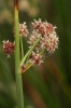 Scirpoides holoschoenus (L.) Soják
