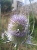 Dipsacus fullonum L.