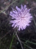 Knautia ? 1/2 Knautia ? 1/2