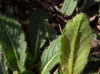Knautia 1/6 Knautia 1/6