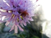 Knautia ? 1 de 4 Knautia ? 1 de 4
