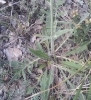 Knautia ? 2/2 Knautia ? 2/2