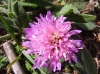 Knautia 2/6 Knautia 2/6