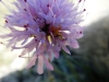 Knautia ? 2 de 4 Knautia ? 2 de 4