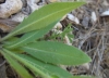 Knautia ? 2 de 5 Knautia ? 2 de 5