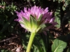Knautia 3/6 Knautia 3/6