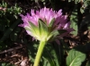 Knautia 3/6