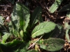 Knautia 4/6 Knautia 4/6
