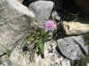 Knautia ? 4 de 4 Knautia ? 4 de 4