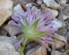 Knautia ? 4 de 5