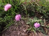 Knautia 5/6 Knautia 5/6