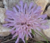 Knautia ? 5 de 5 Knautia ? 5 de 5