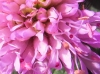 Knautia 6/6 Knautia 6/6