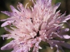 Knautia sp. 1de3 Knautia sp. 1de3