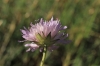 Knautia sp. 3de3 Knautia sp. 3de3