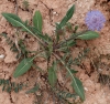 Knautia subscaposa Boiss. & Reut. Knautia subscaposa Boiss. & Reut.