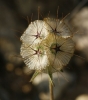 Lomelosia stellata (L.) Raf.