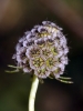 Scabiosa columbaria ? 3/4 Scabiosa columbaria ? 3/4