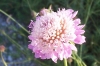 Scabiosa sp. 1 de 3 Scabiosa sp. 1 de 3