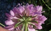 Scabiosa sp. 2 de 3 Scabiosa sp. 2 de 3