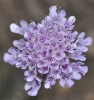 Scabiosa turolensis 1d2 Scabiosa turolensis 1d2