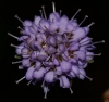 Succisa pratensis Moench Succisa pratensis Moench