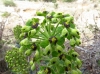 Euphorbia characias L. subsp. characias