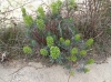 Euphorbia characias L. subsp. characias