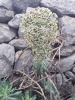 Euphorbia characias L. subsp. characias