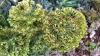 Euphorbia characias L. subsp. characias