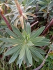 Euphorbia characias L. subsp. characias