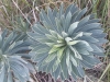 Euphorbia characias L. subsp. characias