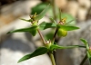 Euphorbia exigua L. subsp. exigua
