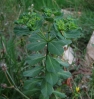 Euphorbia helioscopia L.