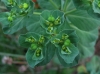 Euphorbia helioscopia L.