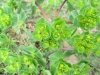 Euphorbia helioscopia L.