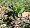 Euphorbia helioscopia L.