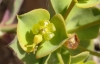 Euphorbia minuta Loscos & J.Pardo
