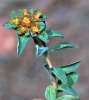 Euphorbia nevadensis 1d2