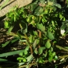 Euphorbia peplus L.