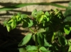 Euphorbia peplus L.